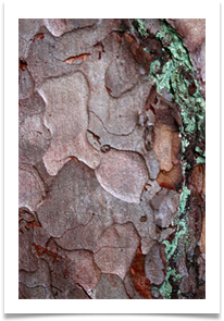 Tree Bark - Ann Tidswell